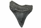 Serrated, Juvenile Megalodon Tooth - South Carolina #302139-1